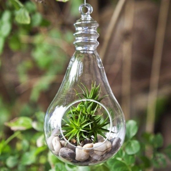 deco tillandsien sticla container de sticla agatat idei tillandsien pietris container sticla agatat