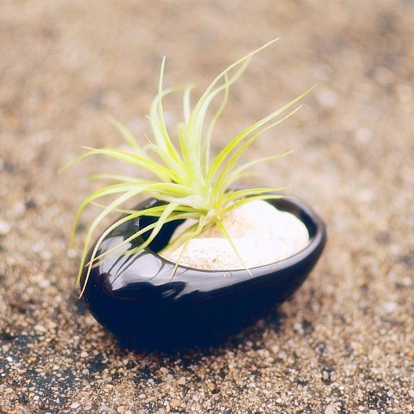 tillandsien deco plante fără rădăcini container oval zen tillandsia plante fără rădăcini container oval zen