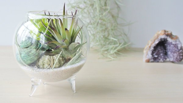 tillandsien terrarium deco sand shells round tillandsien terariu scoici de nisip rotunde