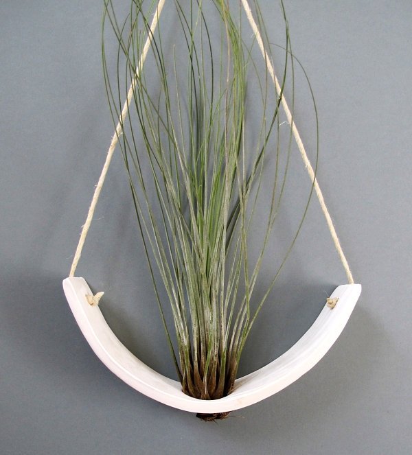 suspendat tillandsia planta leagăn lemn exotic suspendat tillandsia planta leagăn