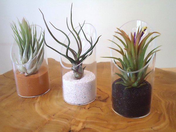 vaze de sticlă decorare grup nisip specii tillandsia vaza de sticla deco nisip specii tillandsia
