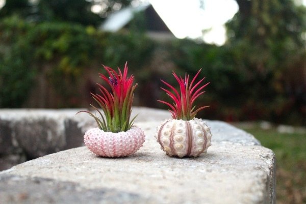 containerul roșu de tillandsia scoică vaze rotunde deco tillandsia container scoici rotunde