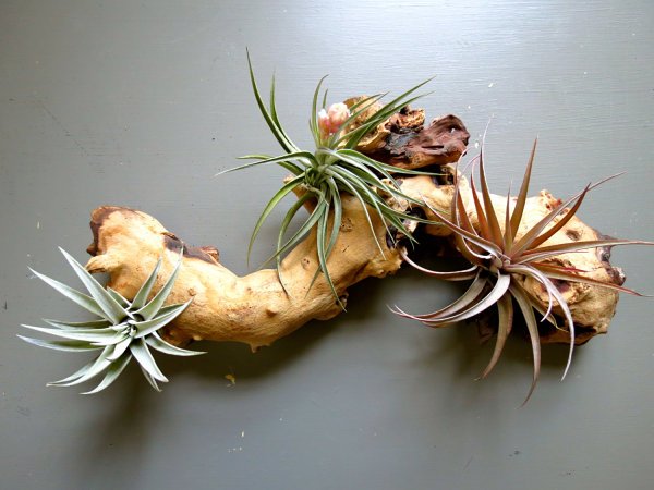 Idei de decor cu crenguța Tillandsia atașează decorarea mesei Atașați idei de decor cu crenguța Tillandsia
