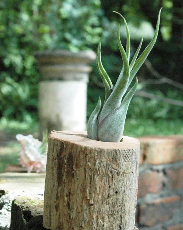deco tillandsien vases container de butuc de copac idei deco tillandsia vaze butuc de copac