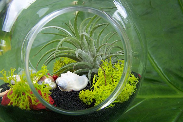 deco tillandsien terrarium negru deco nisip scoici idei deco tillandsien terariu negru deco scoici de nisip