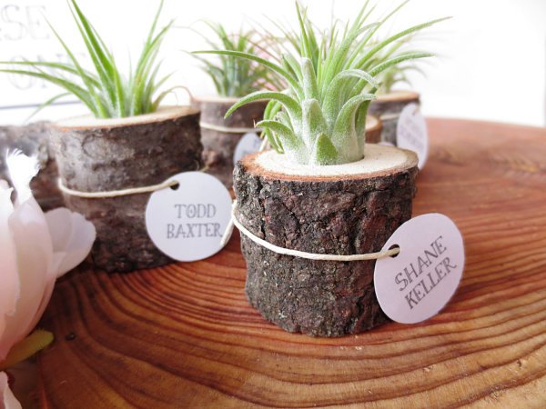 idei de decor tillandsia bromeliad container butuc de copac idei deco tillandsia container stump