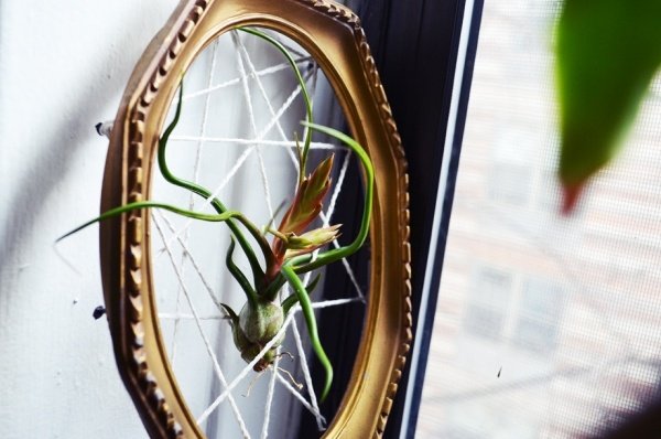 deco tillandsien airplants picture frame fire Idei de decor cu fire de rame pentru tablele de aer Tillandsia