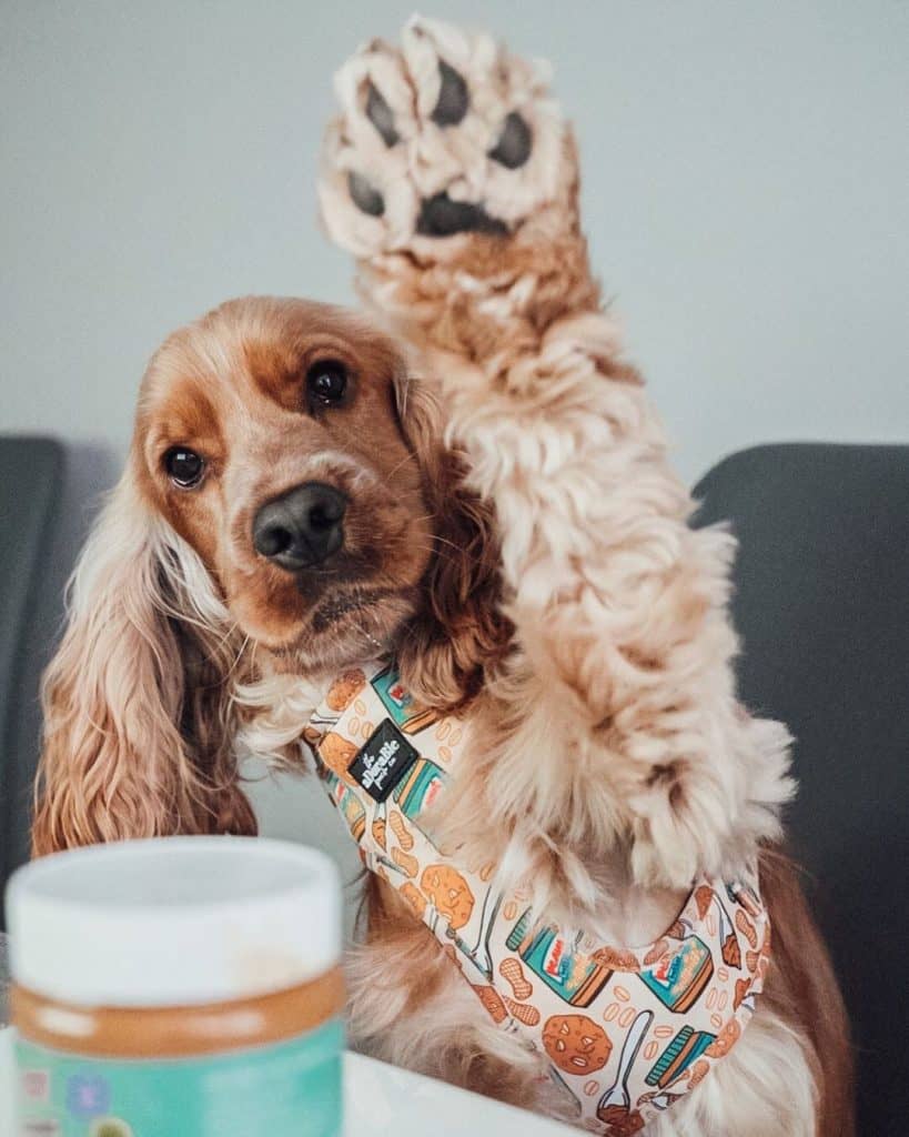 Significados de tatuagem de pata de cachorro 2