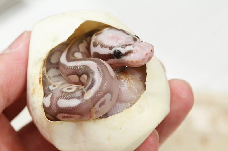 Snake Tattoo, Shranjena tetovaža, valjenje