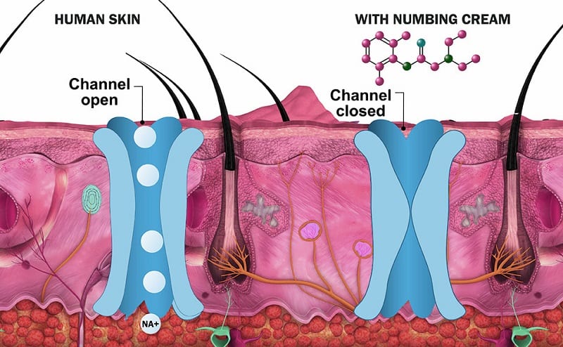 Comment fonctionnent les crèmes anesthésiantes pour tatouages ​​? – Tout est question d'ingrédients !