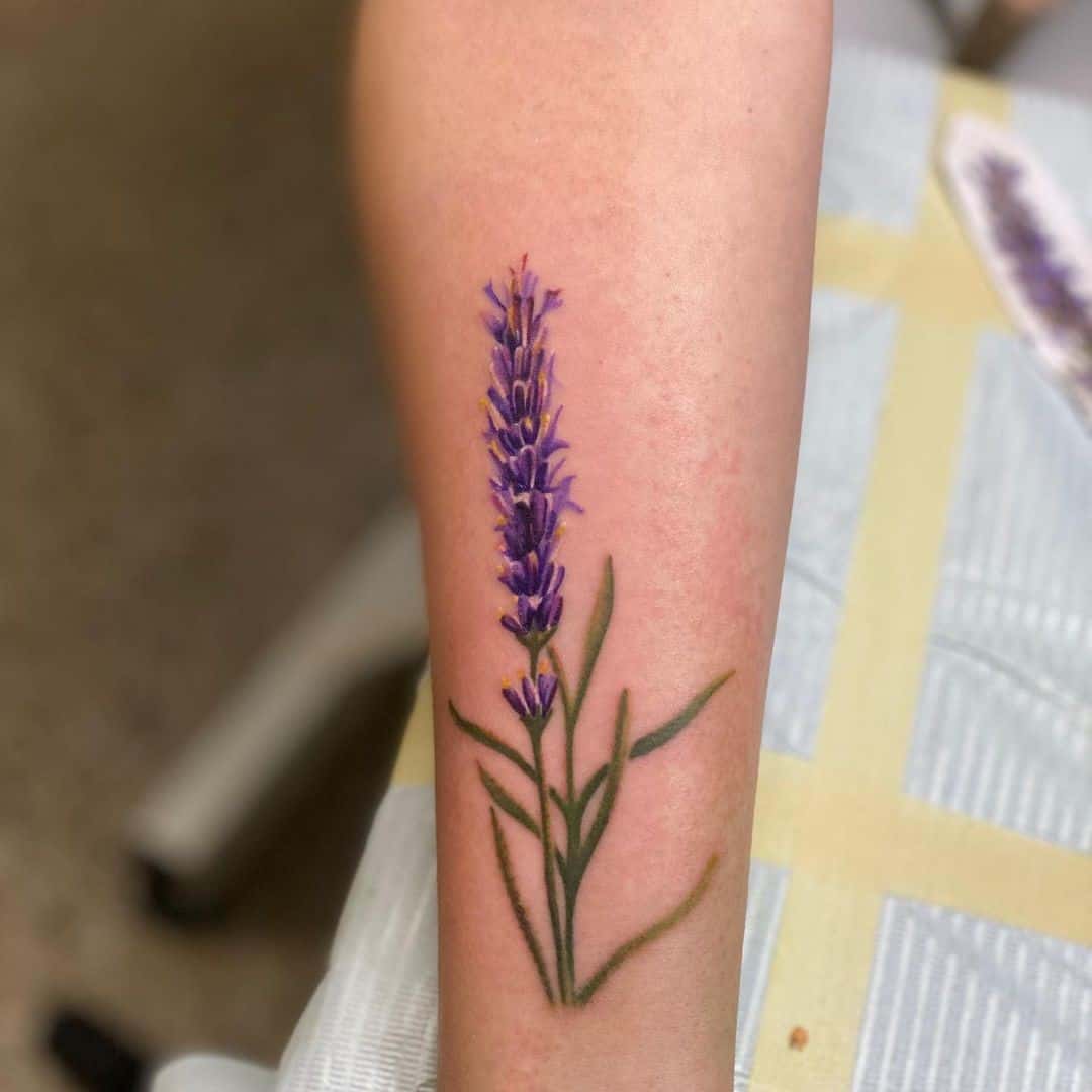 Lavanda solitária