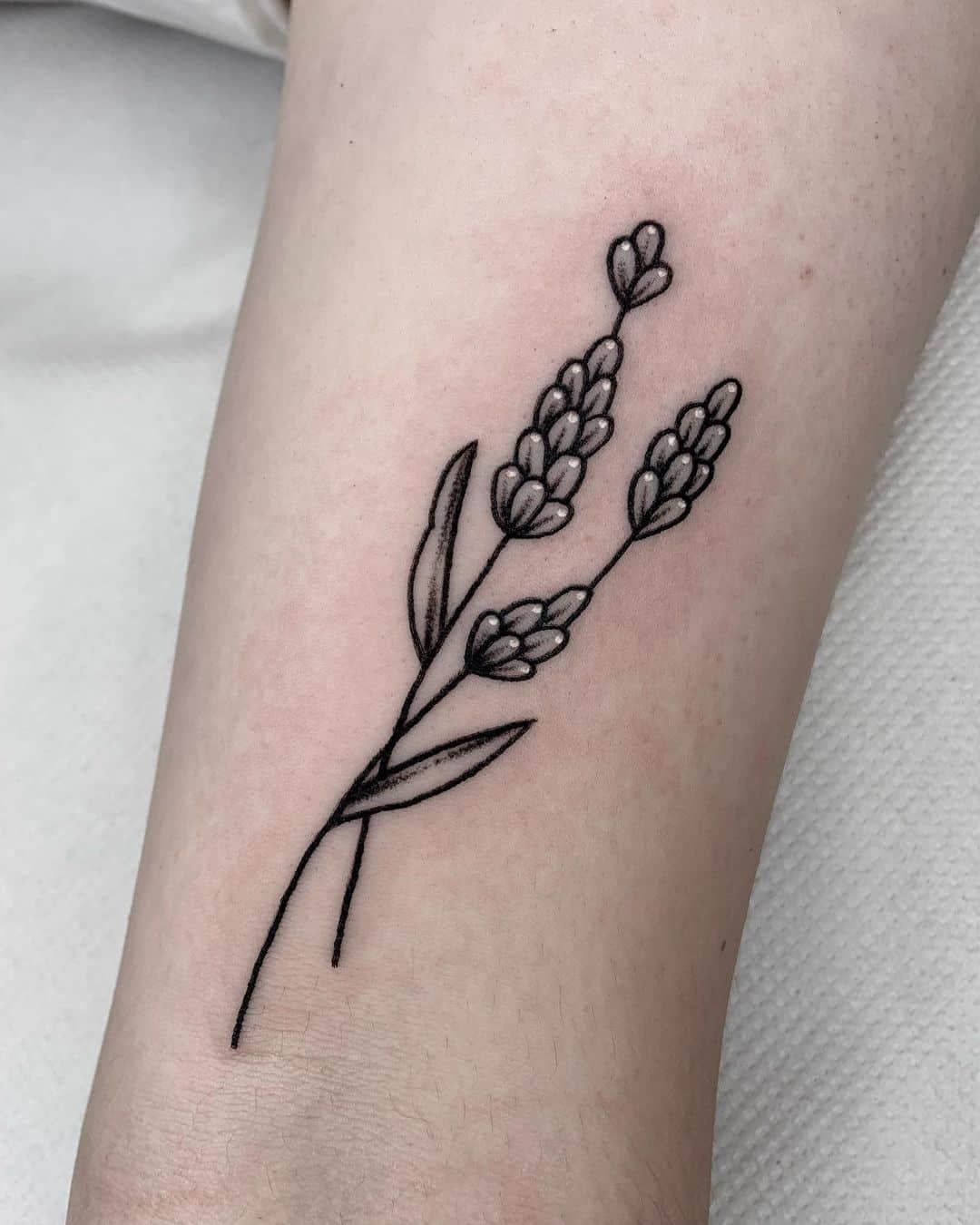 Lavanda com pontos brancos