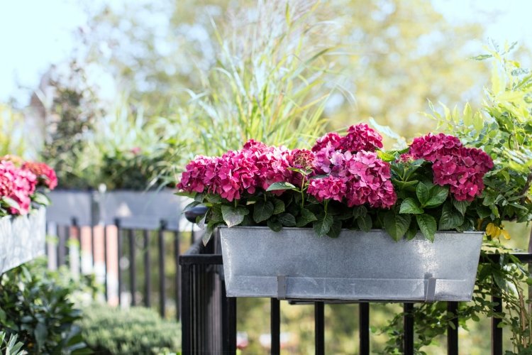 Plantați hortensii roz în găleți metalice balcon-primăvară-flori-hortensii-roz-verde-găleată-metalică