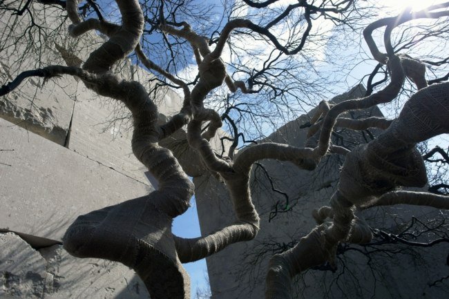 Specii de arbori parc natural în stil japonez Parcul natural în stil japonez priveliști frumoase
