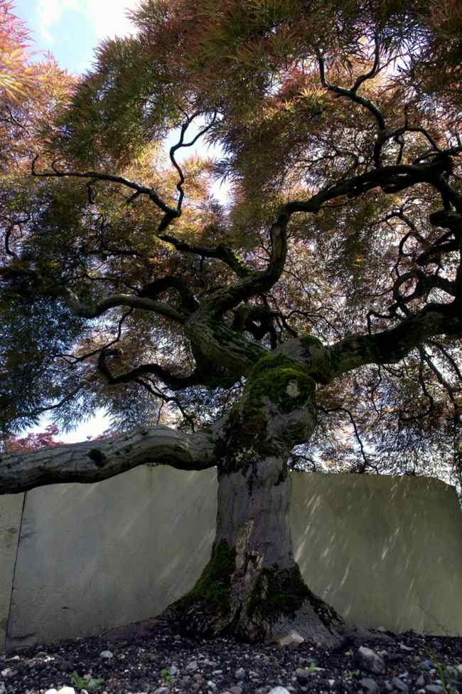 copacii bătrâni experimentează natura în apropierea destinațiilor de călătorie Experimentați natura aproape de destinațiile Zurich