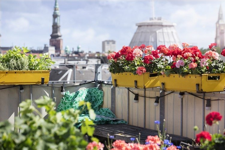 când să plantați mușcate în cutia de flori (în jurul mijlocului lunii mai) în aer liber