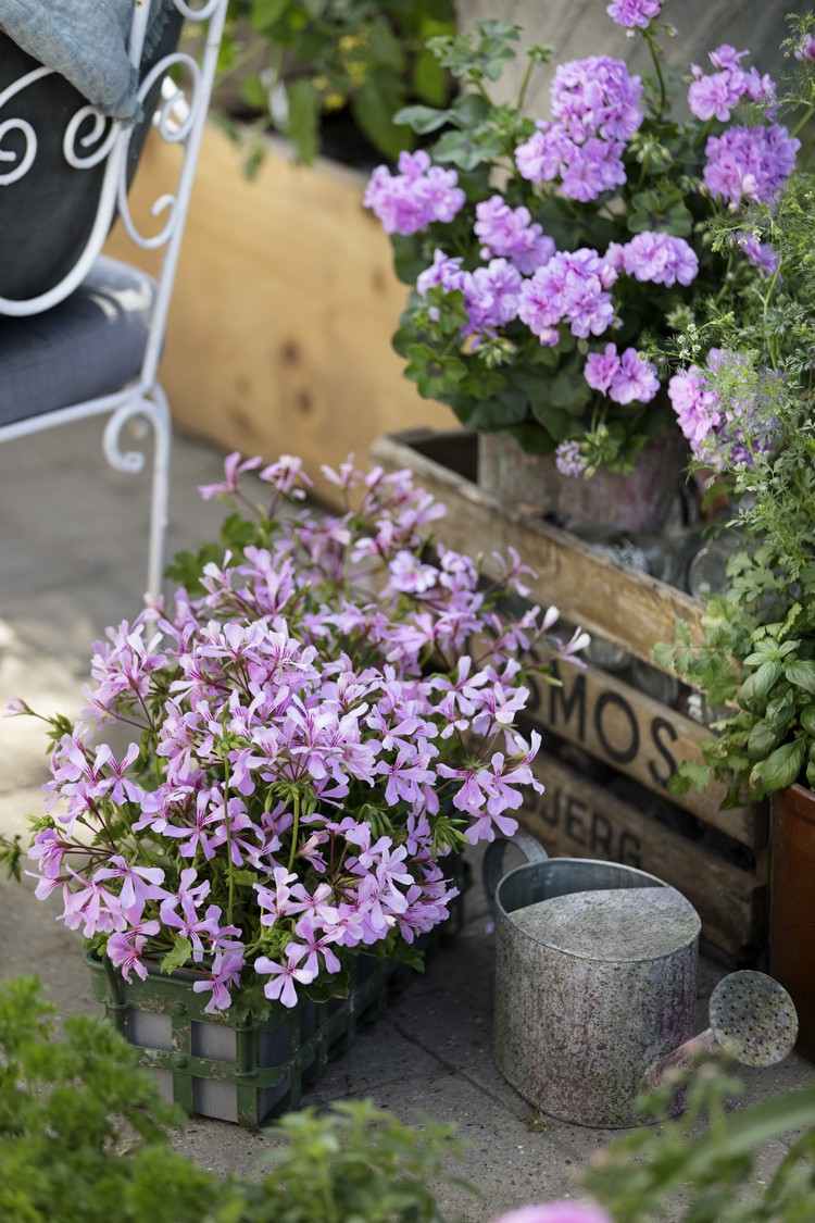 Când să plantați mușcate în mai Idei de proiectare pentru grădina balconului