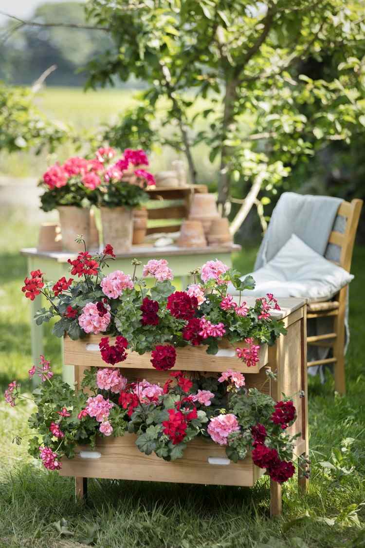 Plantați mușcate pe balcon vara