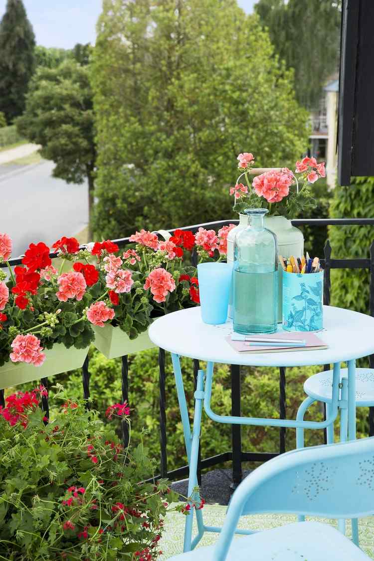 mușcate în caseta de balcon ce să planteze Idei pentru plantele însoțitoare