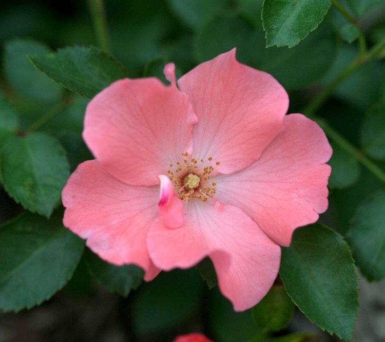 Coperta solului trandafir soiul Coral are flori roz