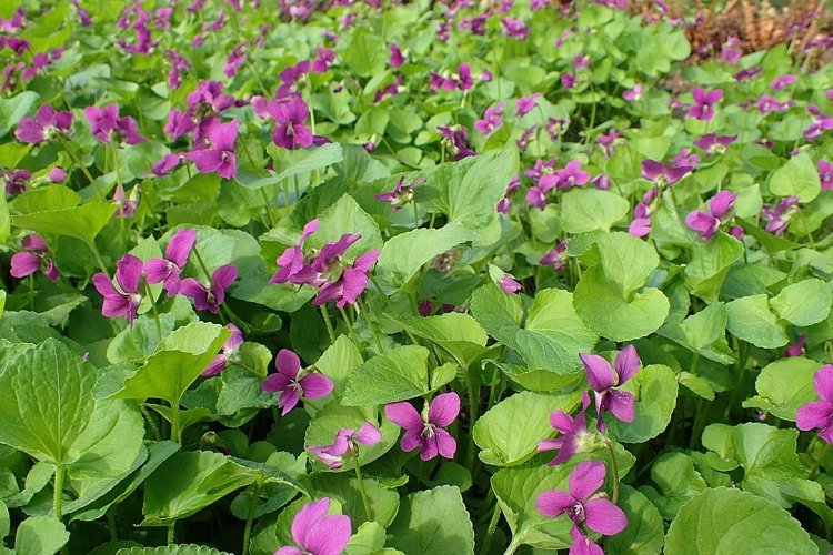 Acoperirea solului cu flori roz pentru grădină Violet bujor este o plantă perenă care formează perne