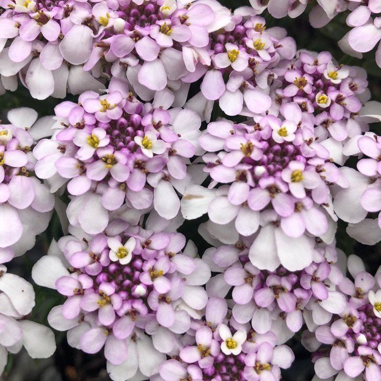 Candytuft cu flori roz ca acoperire a solului în grădina de acasă