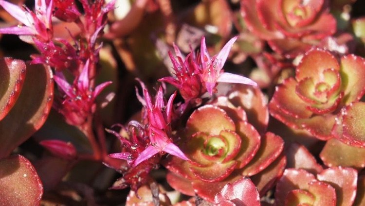 Acoperirea solului cu frunze roz Cultivarea plantelor Sedum Drachenblut