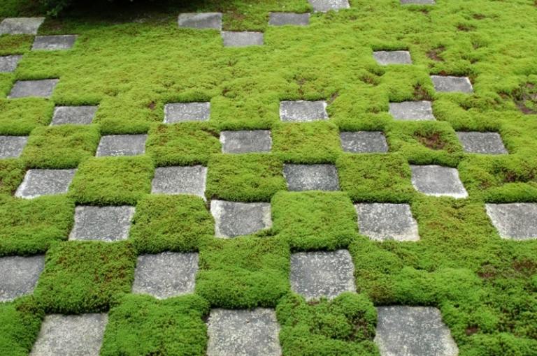 Răspândiți mușchi verde ca acoperire a solului acoperirea solului plante mușchi idee piatră plăci șah model