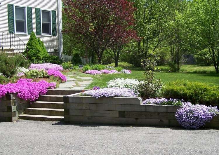 Flox de tapițerie cu formare de covoare, cu creștere rapidă acoperire-sol-plante-pernă-plox-liliac-roz