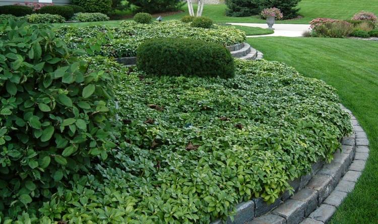 vesnic verde gras om umbra verde Pachysandra dickmannchen-evergreen-groundcover-pachysandra