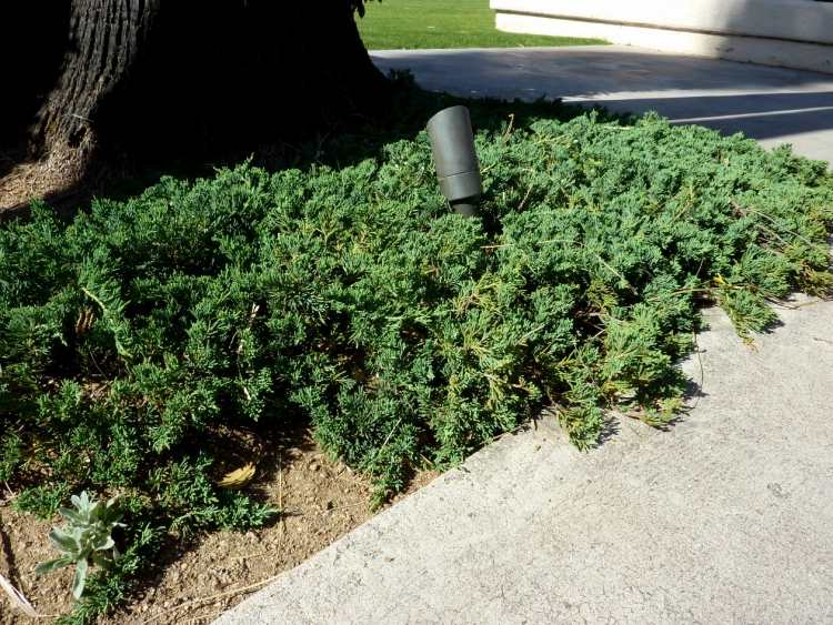 ienupăr târâtor veșnic verde ca acoperire a solului Grădină acoperitoare de ienupăr târâtor-veșnic verde