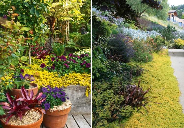 acoperirea solului galben cu flori pennywort aurea galben-înflorit-sol-acoperă-Lysimachia-nummularia-Aurea-pfennigkraut