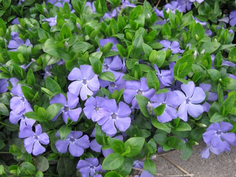 Vinca Minor ca acoperire a solului ușor de întreținut Plante de acoperire a solului -vinca-immerguen-violet-flori