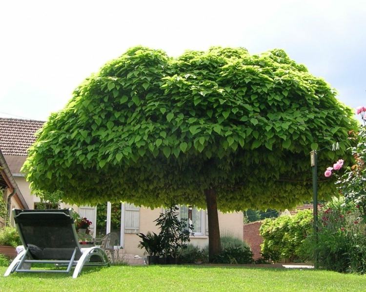 copaci-grădină-catalpa-copac-copac-mare-copac-umbră