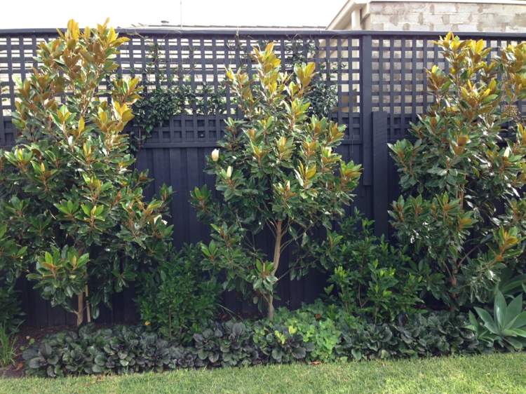 copaci-grădină-magnolie-arbori-ornamentali-flori-gard-paturi-design de grădină
