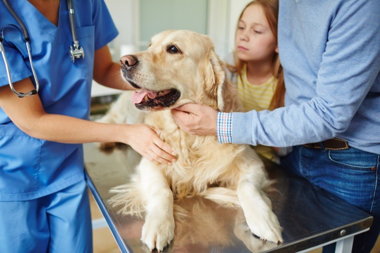 câinele Golden Retriever coronavirus nu transmite animalului de companie fără risc virus covid