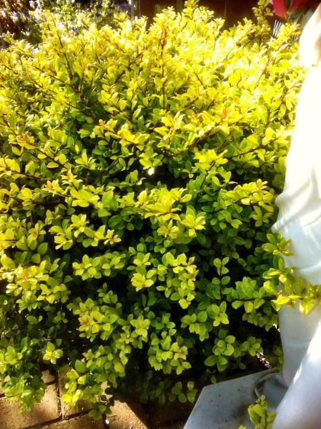 gard viu intimitate protecție grădină gard viu plante japonez holly gard viu intimitate plante gard viu japonez holly