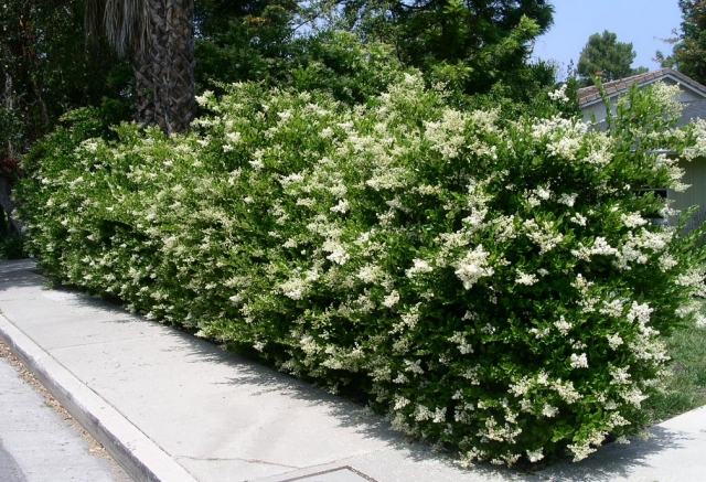 Protecția confidențialității plante de gard viu japonez privet alb gard viu confidențialitate protecție plante gard viu japonez șiret alb