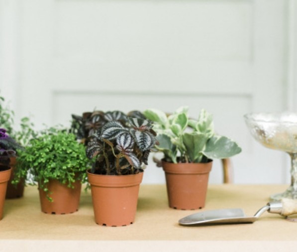 Ghivecele cu plantele mici - baza decorării decorare-masă-plante-vii-idee-oală-mică