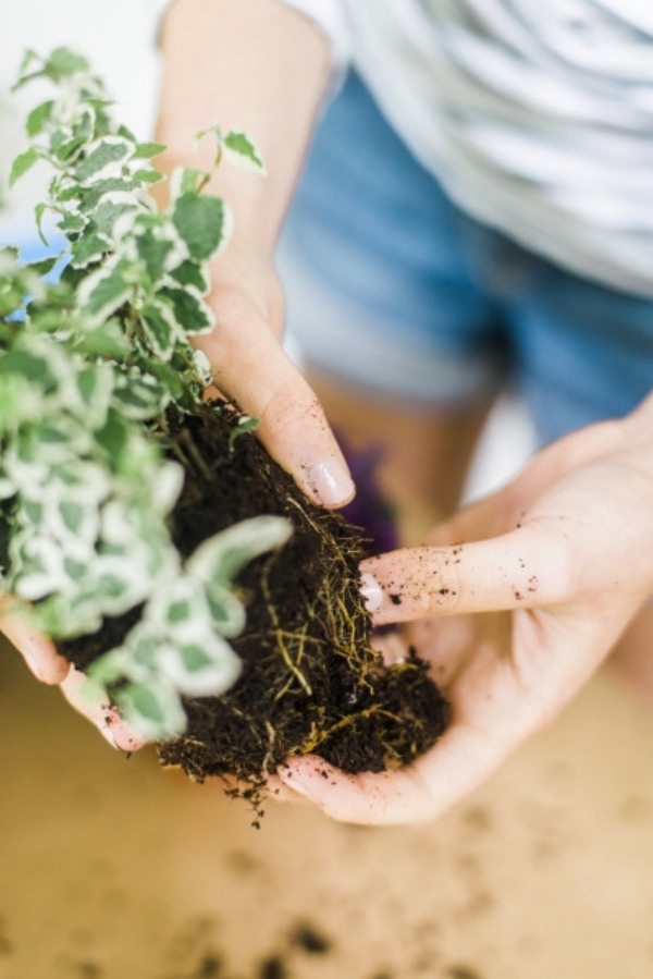 Scapă doar de unele rădăcini care pot interfera Instrucțiuni-plante-vii-idee-decorare-masă