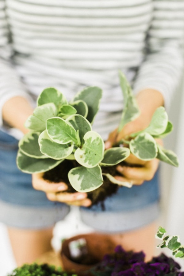 Plantele trebuie udate regulat pașii-pregătire-plante-femeie-model