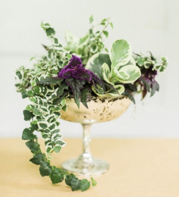 Compoziția finisată cu două culori - violet și verde decor-frumos-plante-vii-creați-vă