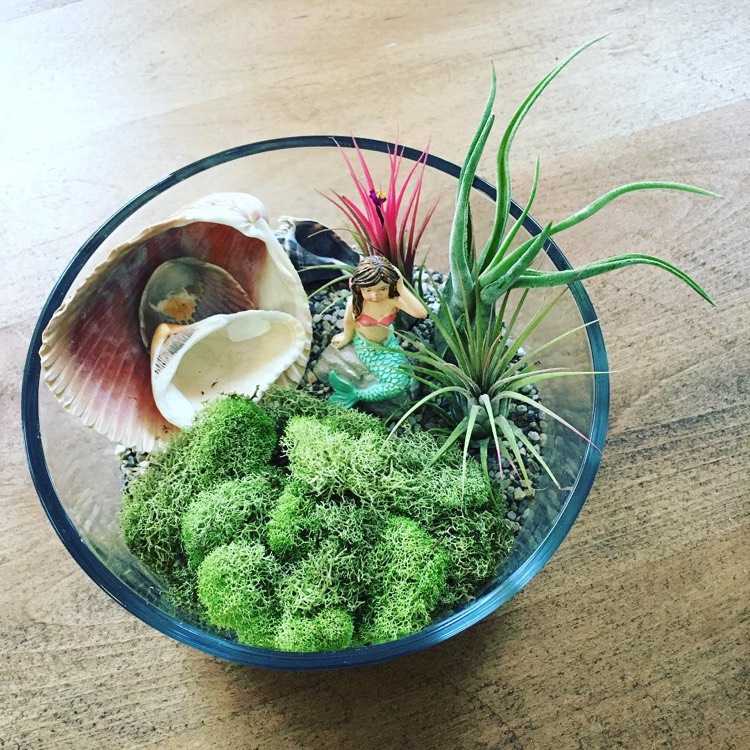 mini-gradina-sirena-sticla-tillandsia-muschi