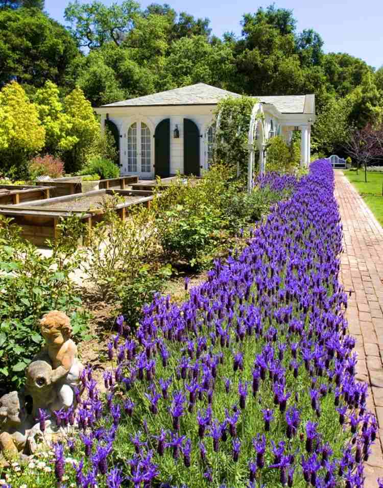 Plante de pat - idei de design-lavanda-mediteraneana