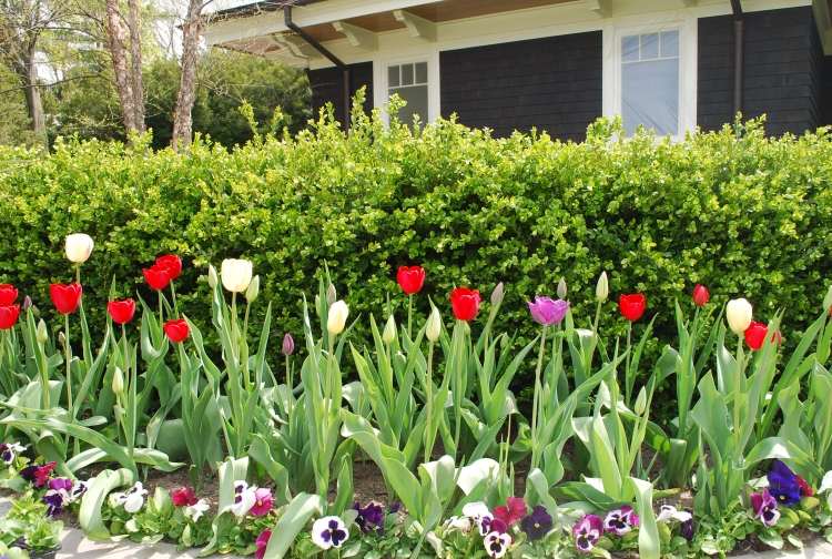 Borduri-plante-idei-design-pat-lalele-violete-gard viu