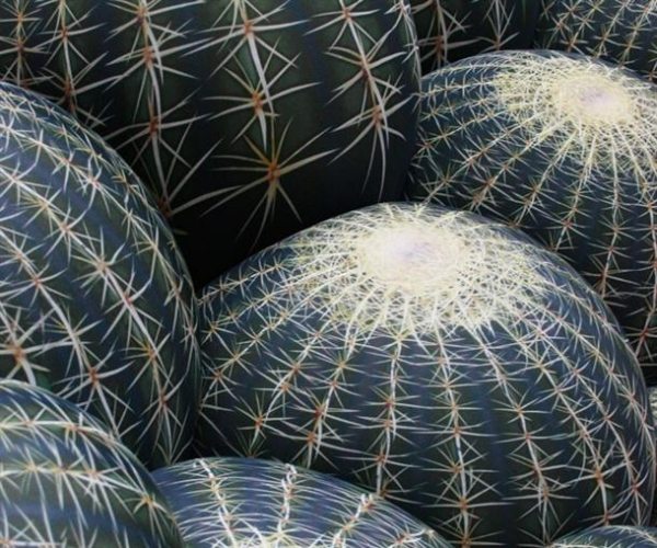 canapea cactus pentru distracție și confort în detaliul camerei de zi