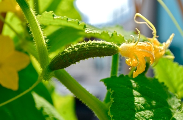 Castraveți în creștere-balcon grădină-oale cadă-sfaturi grădinărit Castraveți în creștere pe balcon Ghivece de grădină Sfaturi de găleată Grădinărit