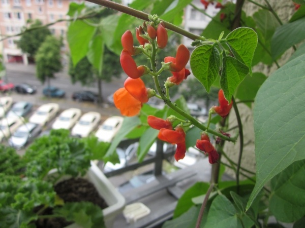 Firebeans Balcon Plante Grădină Terasă Sfaturi Legume Fasole de foc balcon sfaturi terasă grădină de legume