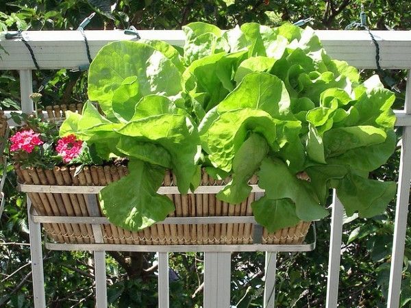 Alege frunza de salata verde salata balcon ghivece plante in ghivece-mini gradina Salată verde, salată de frunze, ghivece de balcon, plante în ghivece - propagare mini grădină