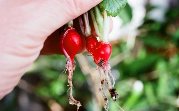 Potrivit legume de grădină cu balcon radical Cazi radicale cu balcon, legume de grădină